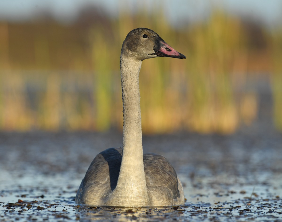 Trumpeter Swan - ML271160191