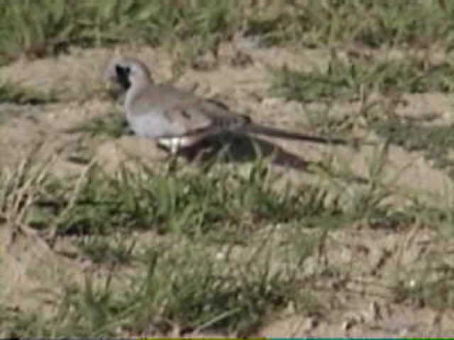 Namaqua Dove - ML271160571