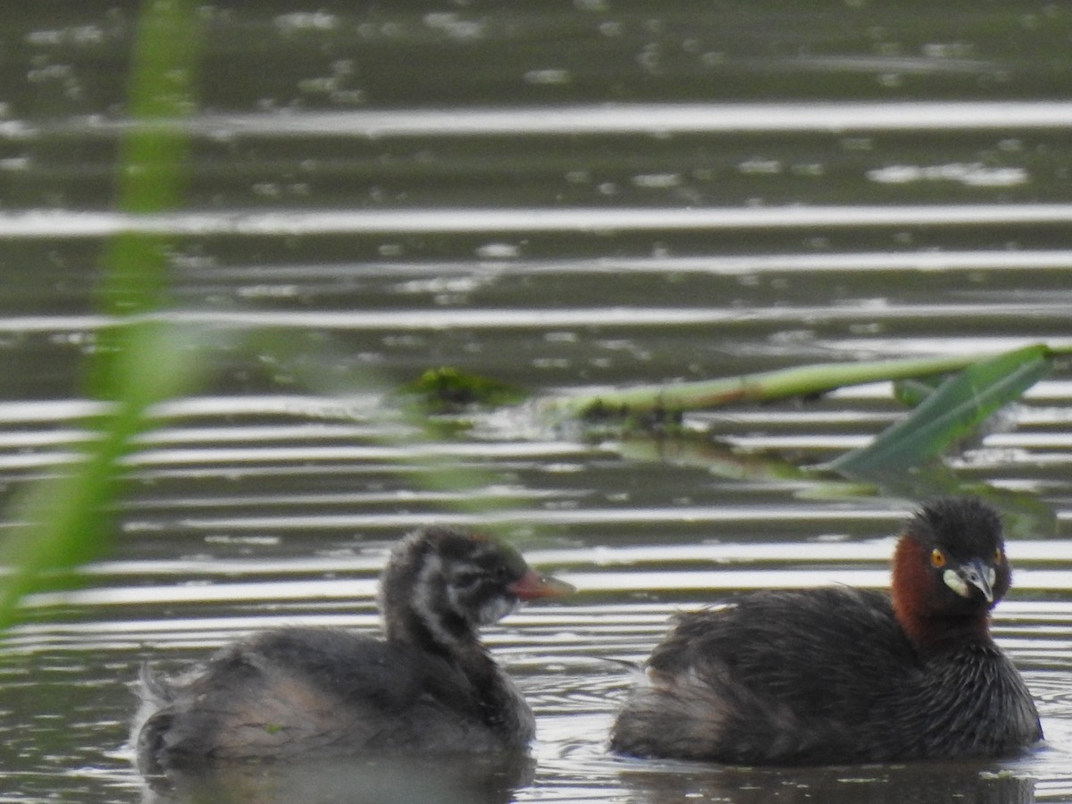 Little Grebe - ML271161271