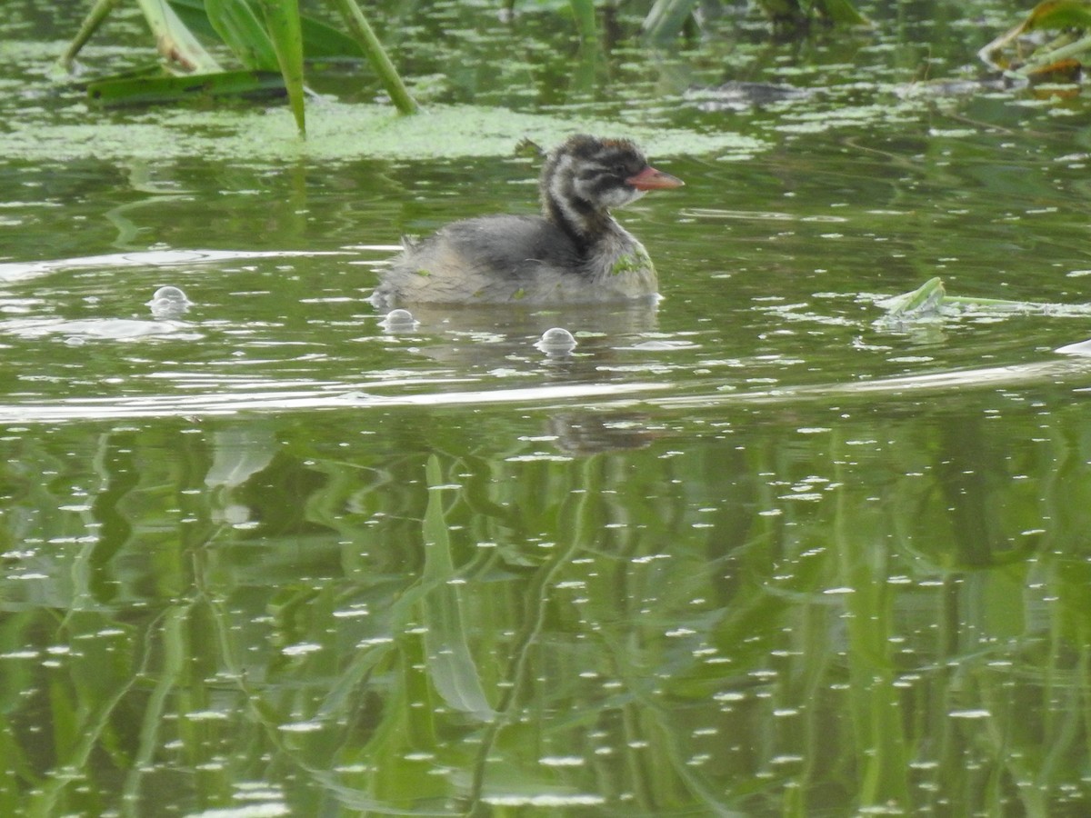 Little Grebe - Suri Babu Gummalla