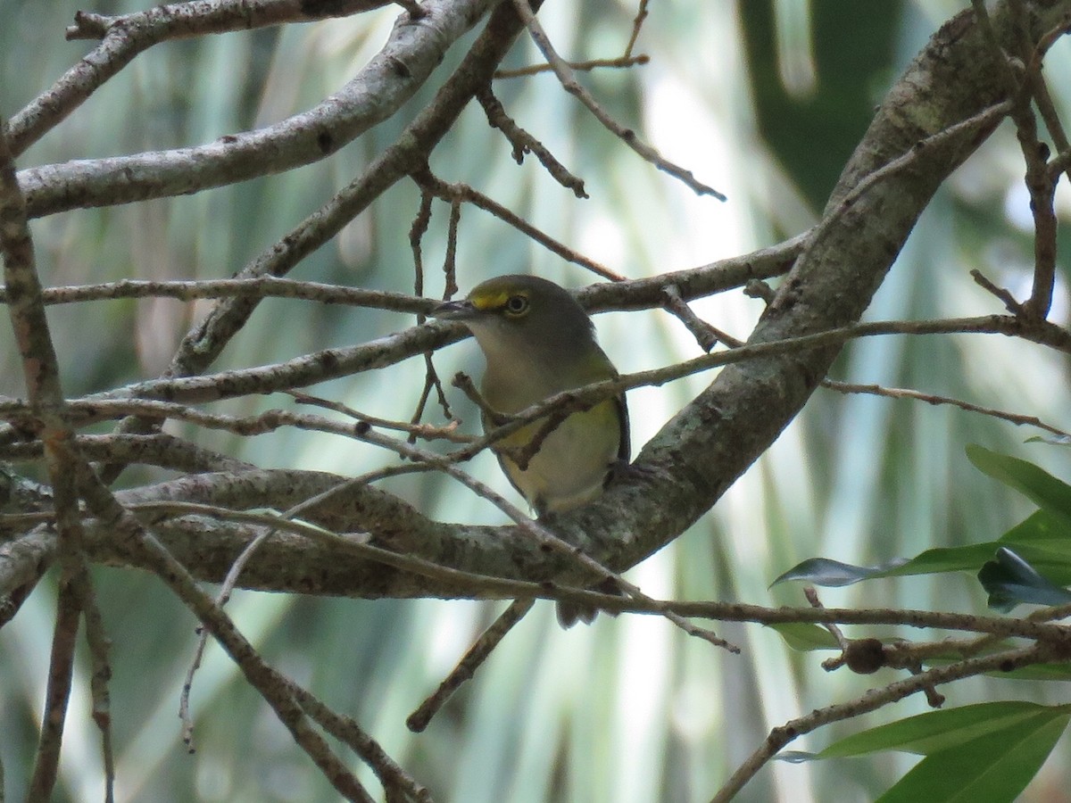 White-eyed Vireo - Joe Yohannan