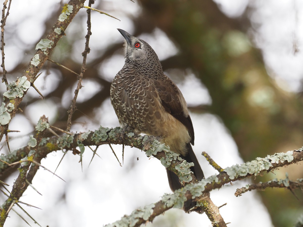 White-rumped Babbler - ML271161851