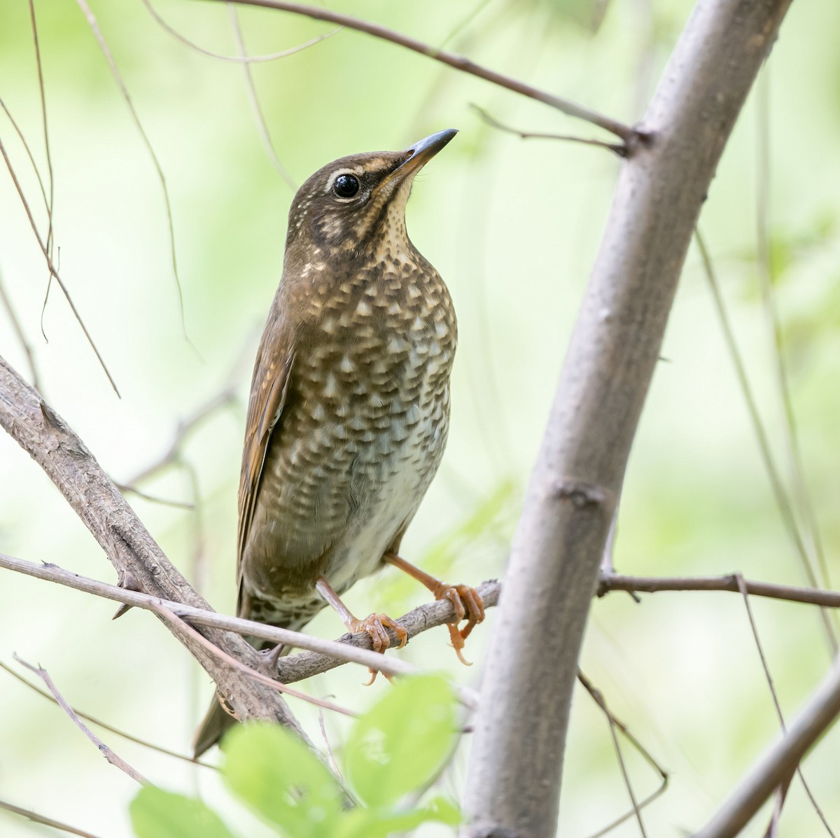 Siberian Thrush - ML271162461