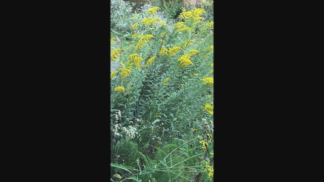 Wilson's Warbler - ML271162621