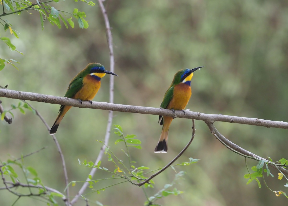 Ethiopian Bee-eater - ML271163161