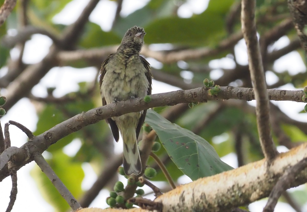 Scaly-throated Honeyguide - ML271163701