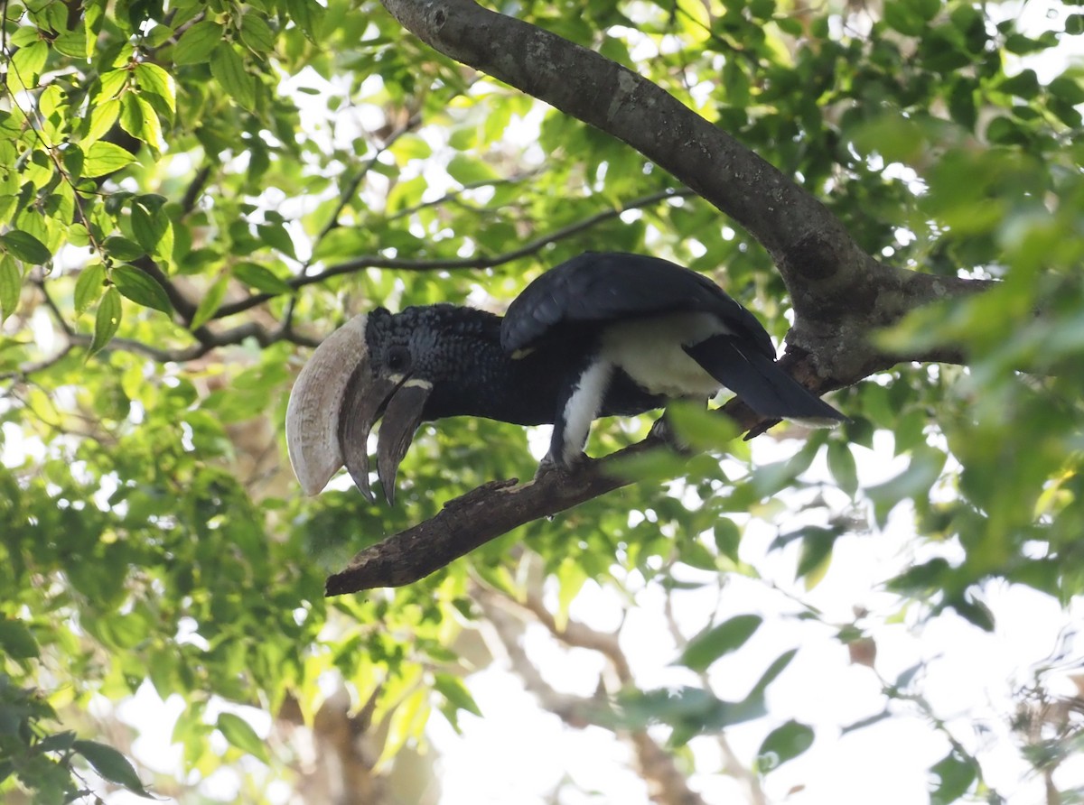 Silvery-cheeked Hornbill - ML271163831