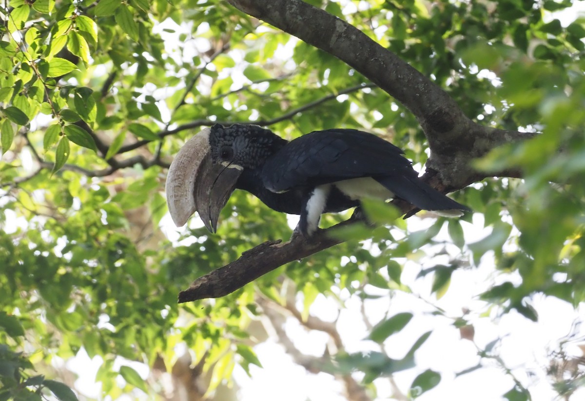 Silvery-cheeked Hornbill - ML271163851