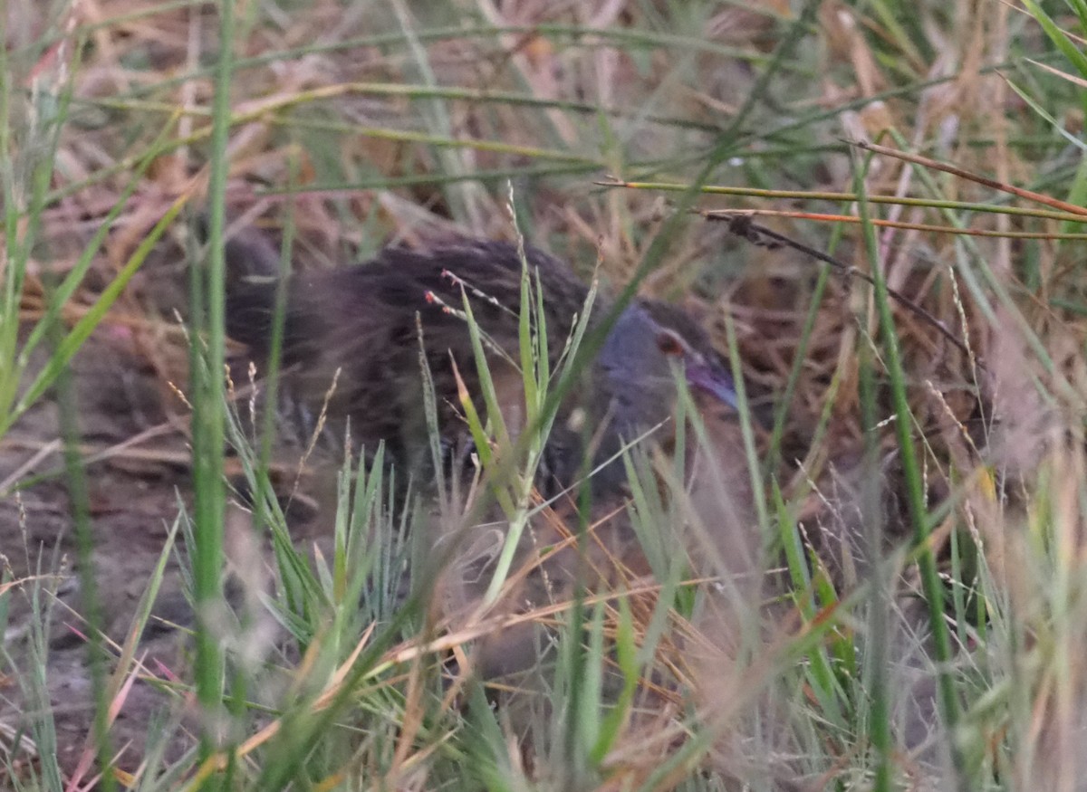 African Crake - ML271165181