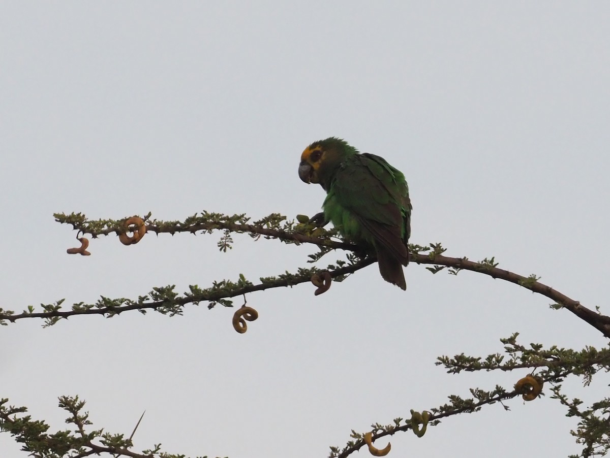 Yellow-fronted Parrot - ML271165261