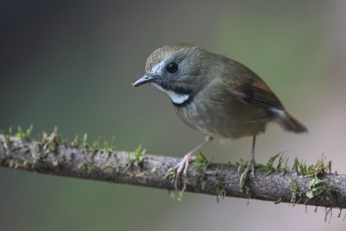 White-gorgeted Flycatcher - ML271169111