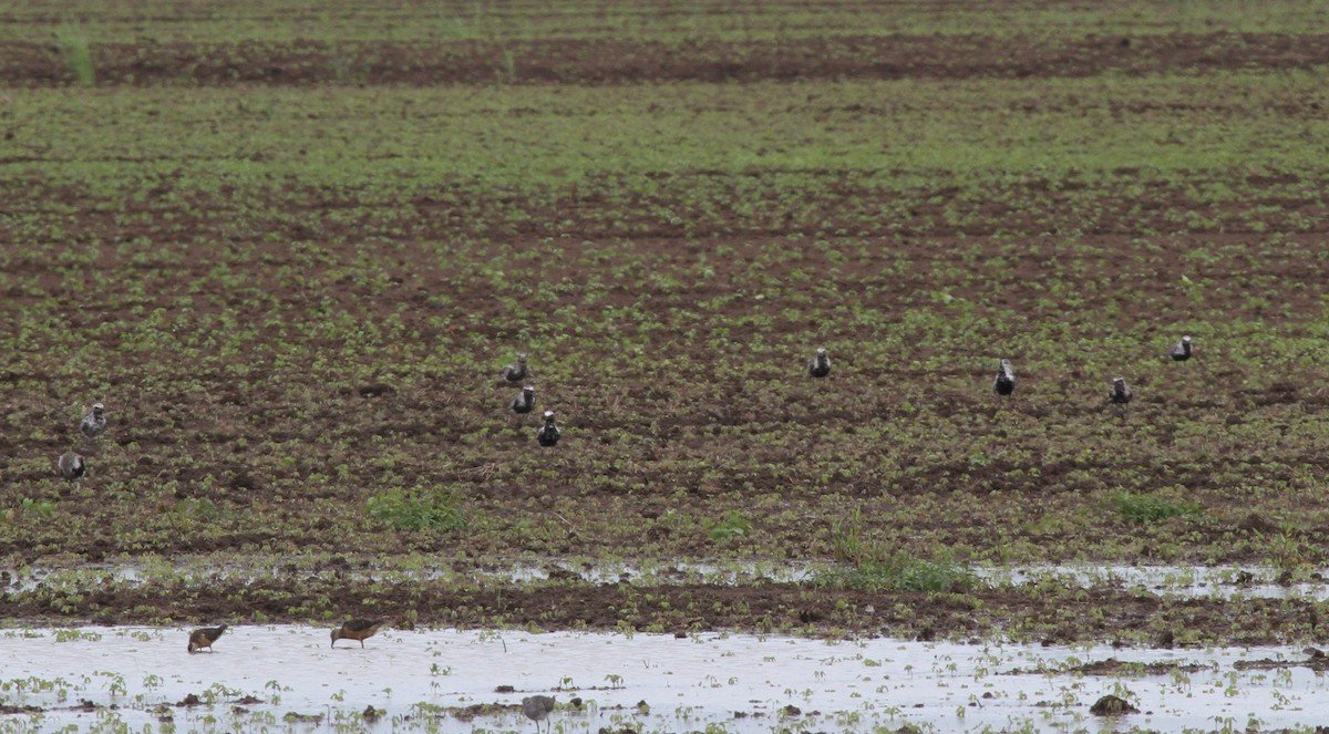 Black-bellied Plover - ML271171141