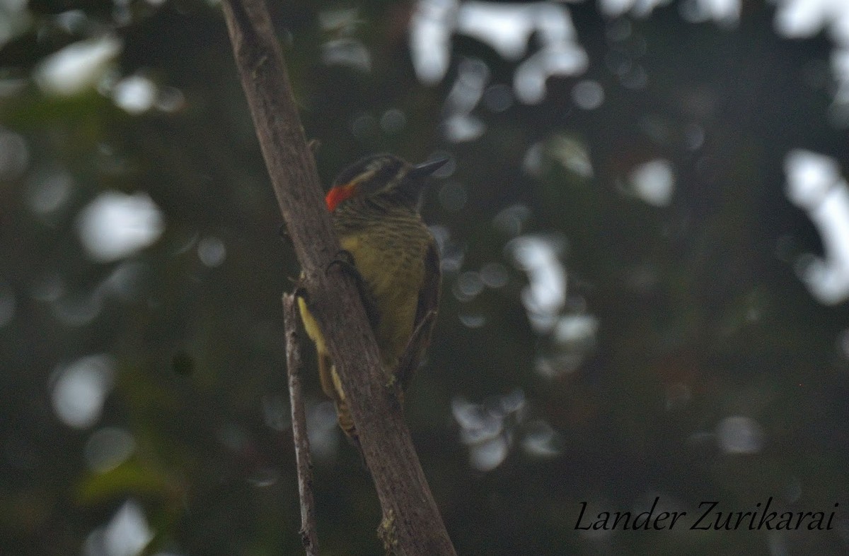 Yellow-vented Woodpecker - ML271172421