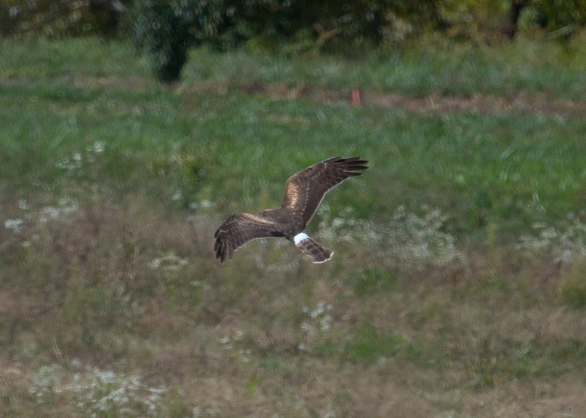 Northern Harrier - N. Wade Snyder