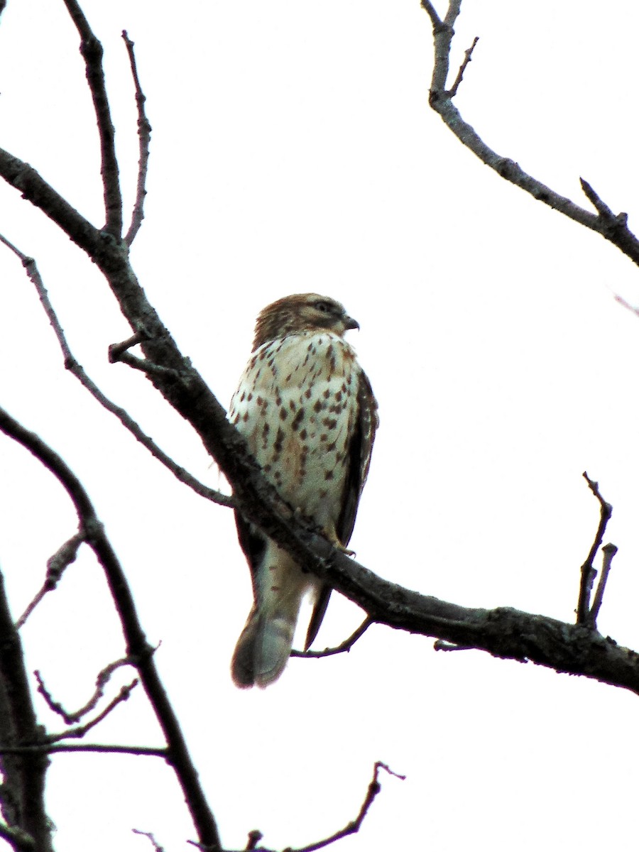 Red-shouldered Hawk - ML271173491