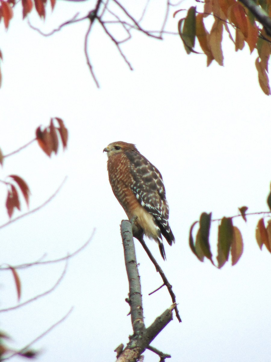 Red-shouldered Hawk - ML271173691