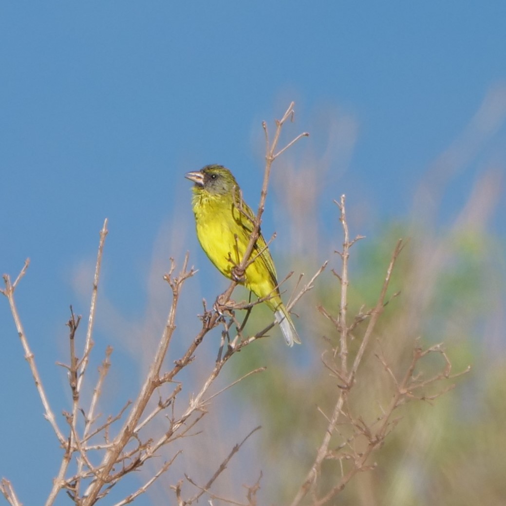 Southern Citril - ML271174161