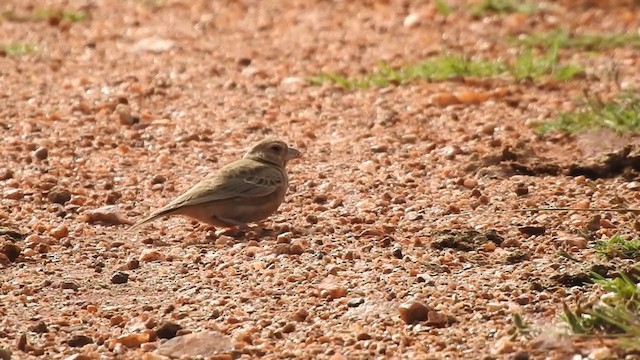 Ashy-crowned Sparrow-Lark - ML271174311