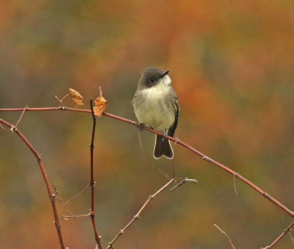 Eastern Phoebe - ML271175921