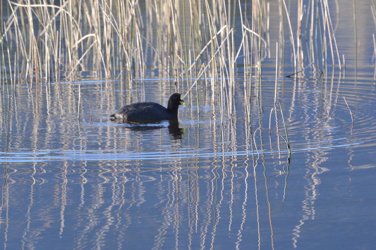 Red-gartered Coot - ML271176041