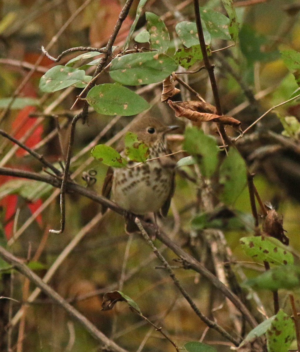 Hermit Thrush - ML271176911