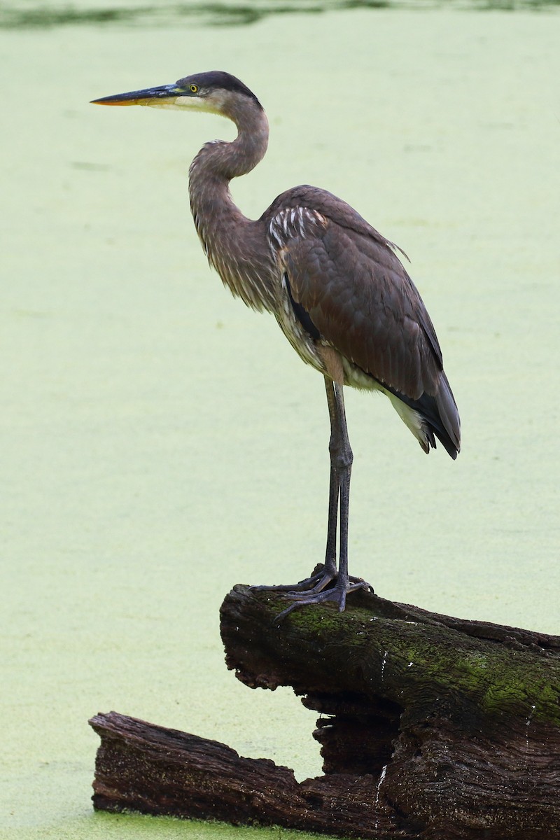 Great Blue Heron (Great Blue) - ML271177861