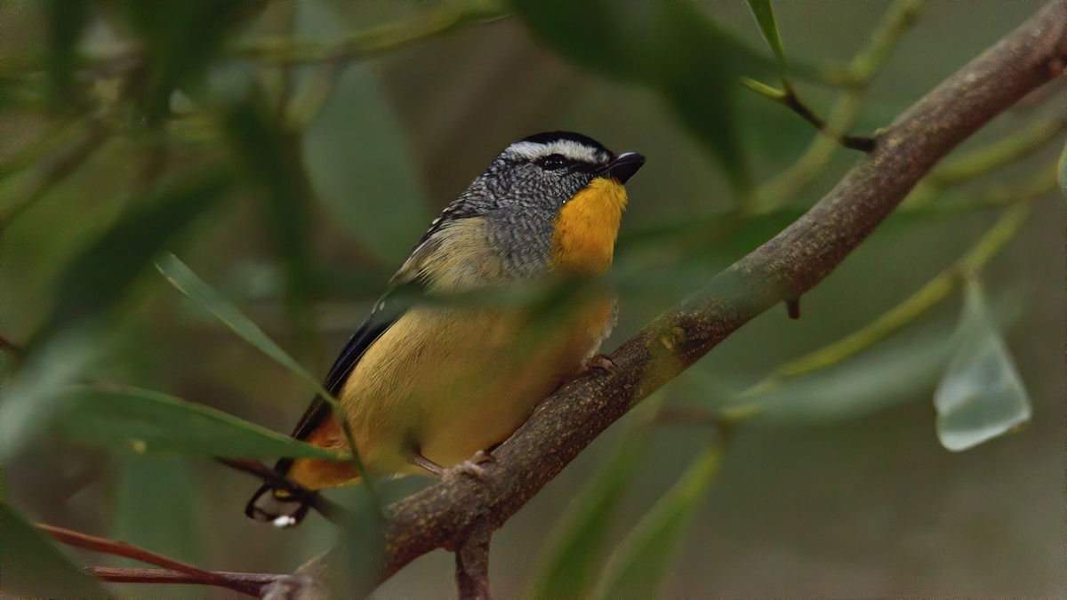 Spotted Pardalote - ML271178231
