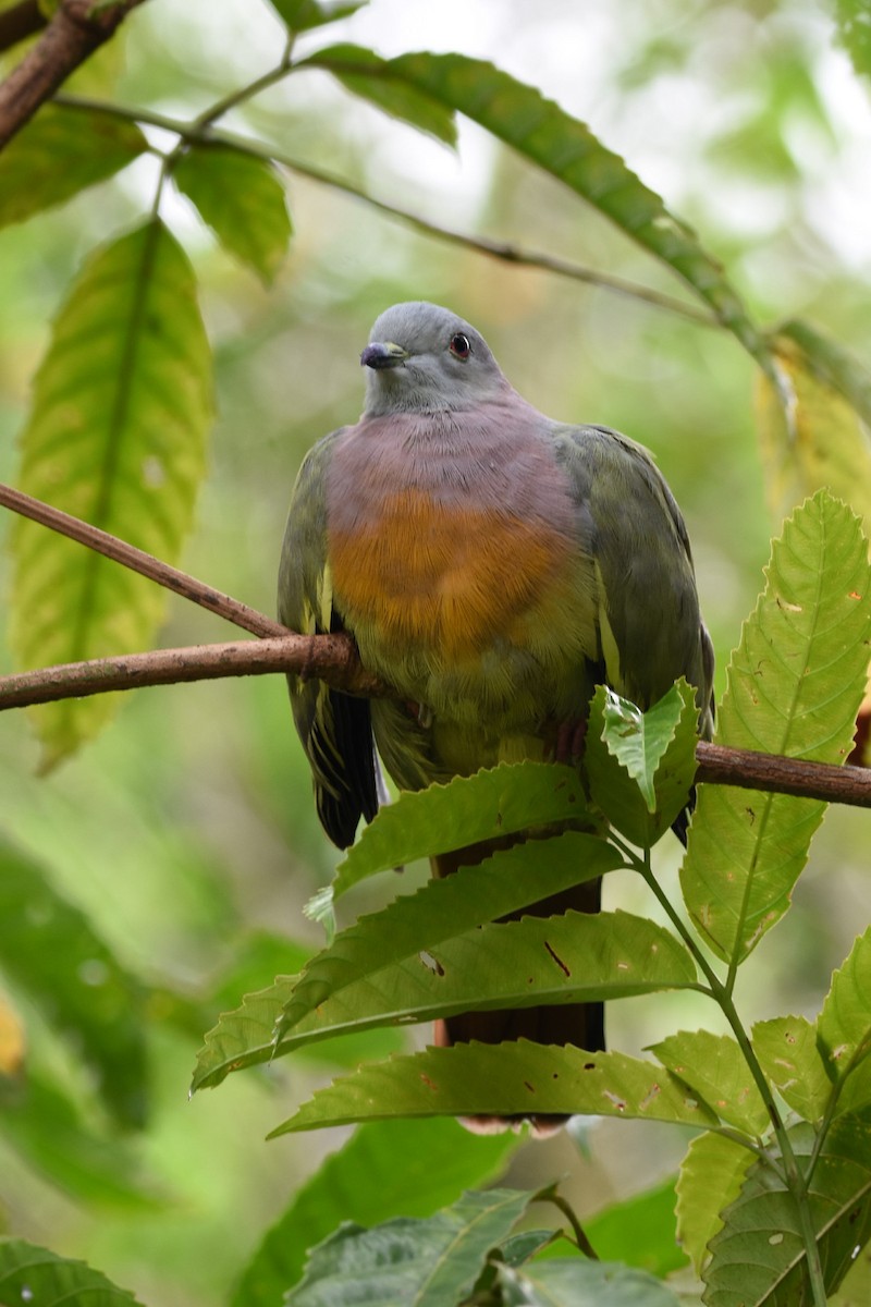 Pink-necked Green-Pigeon - ML271180211