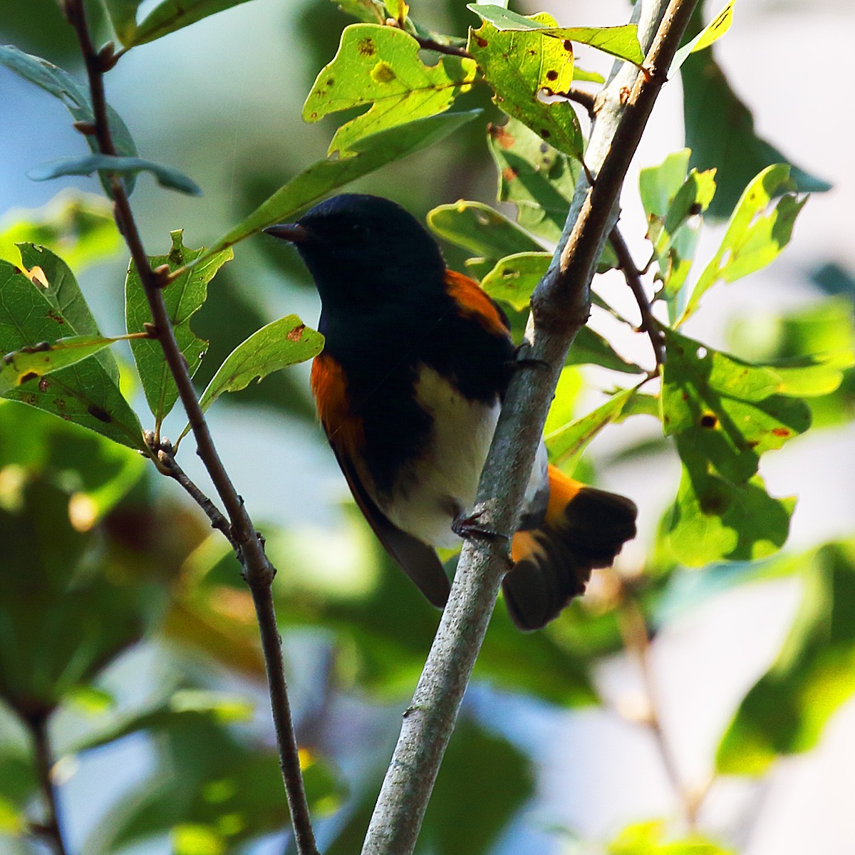 American Redstart - ML271181321