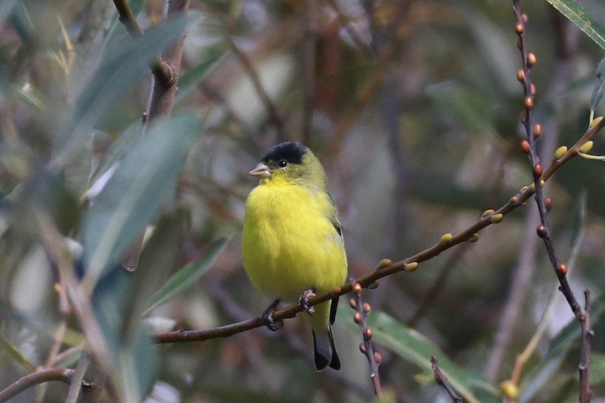 Lesser Goldfinch - Jen Sanford