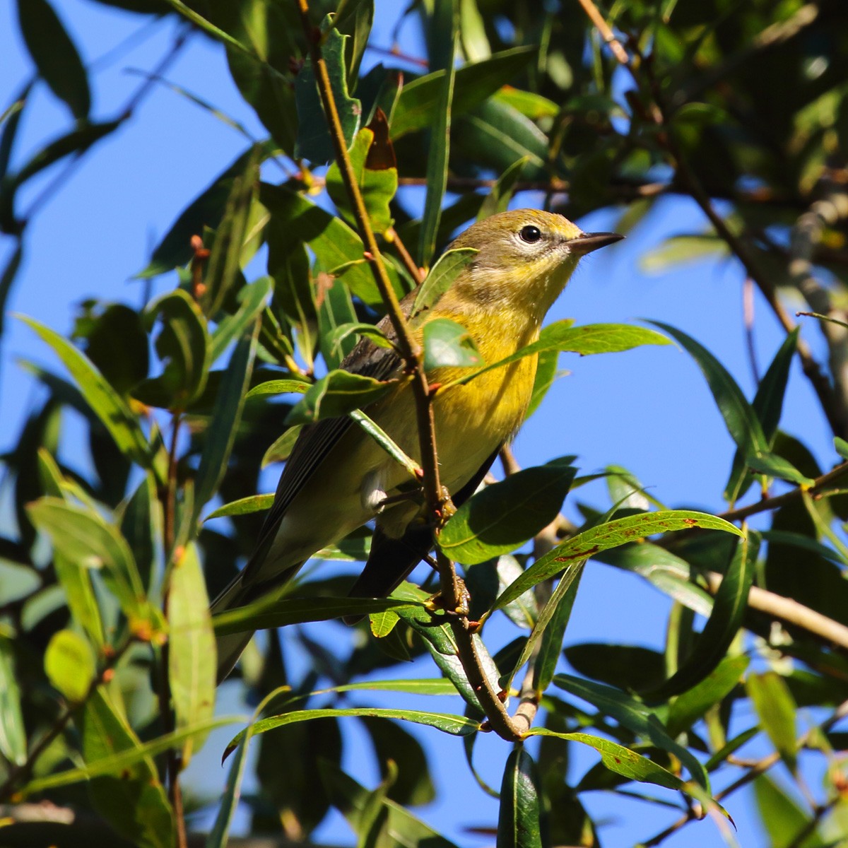 Pine Warbler - ML271182011