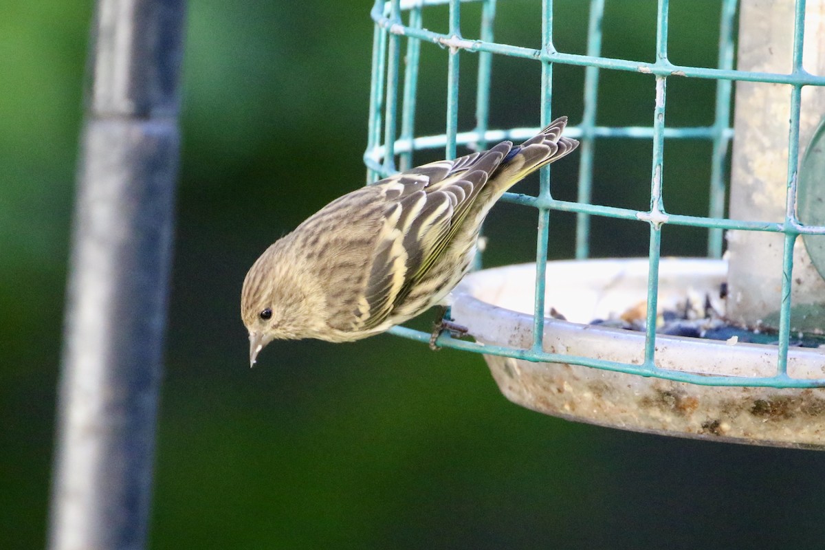 Pine Siskin - Karen & Tom Beatty