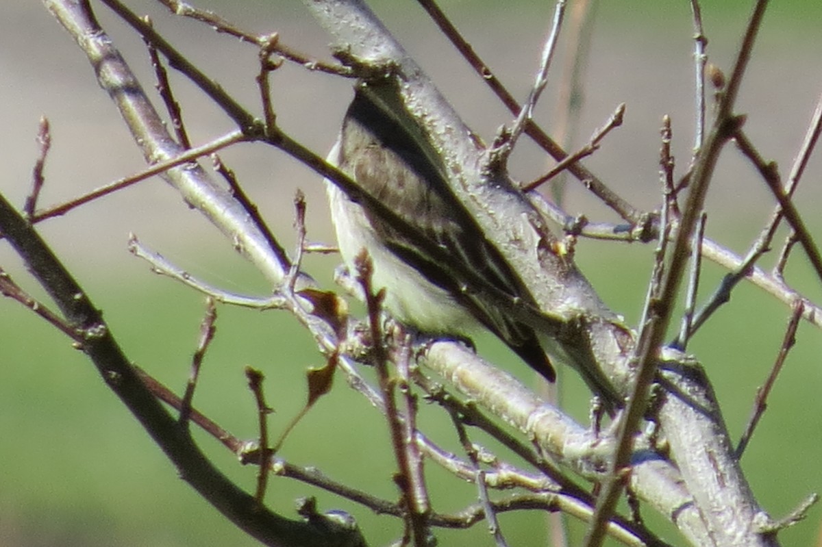 Eastern Phoebe - ML27118491