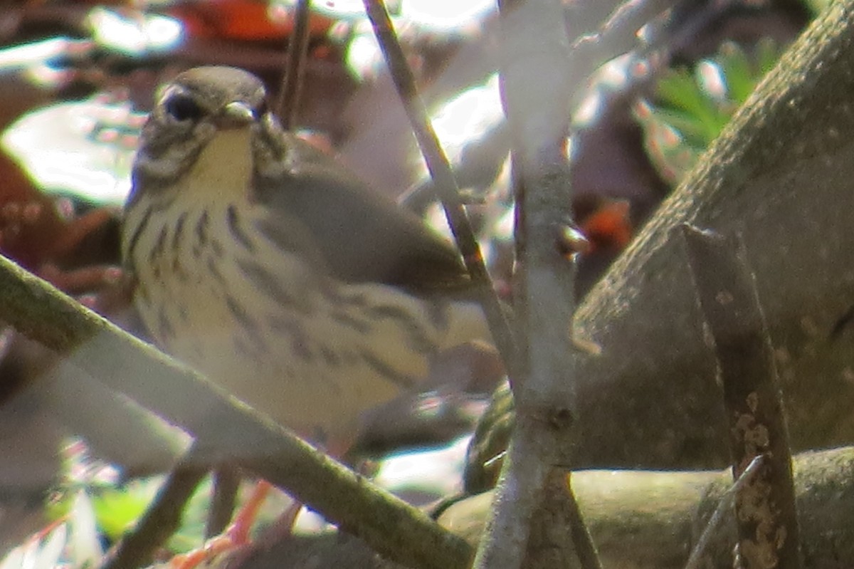 Reinita Charquera de Luisiana - ML27118541