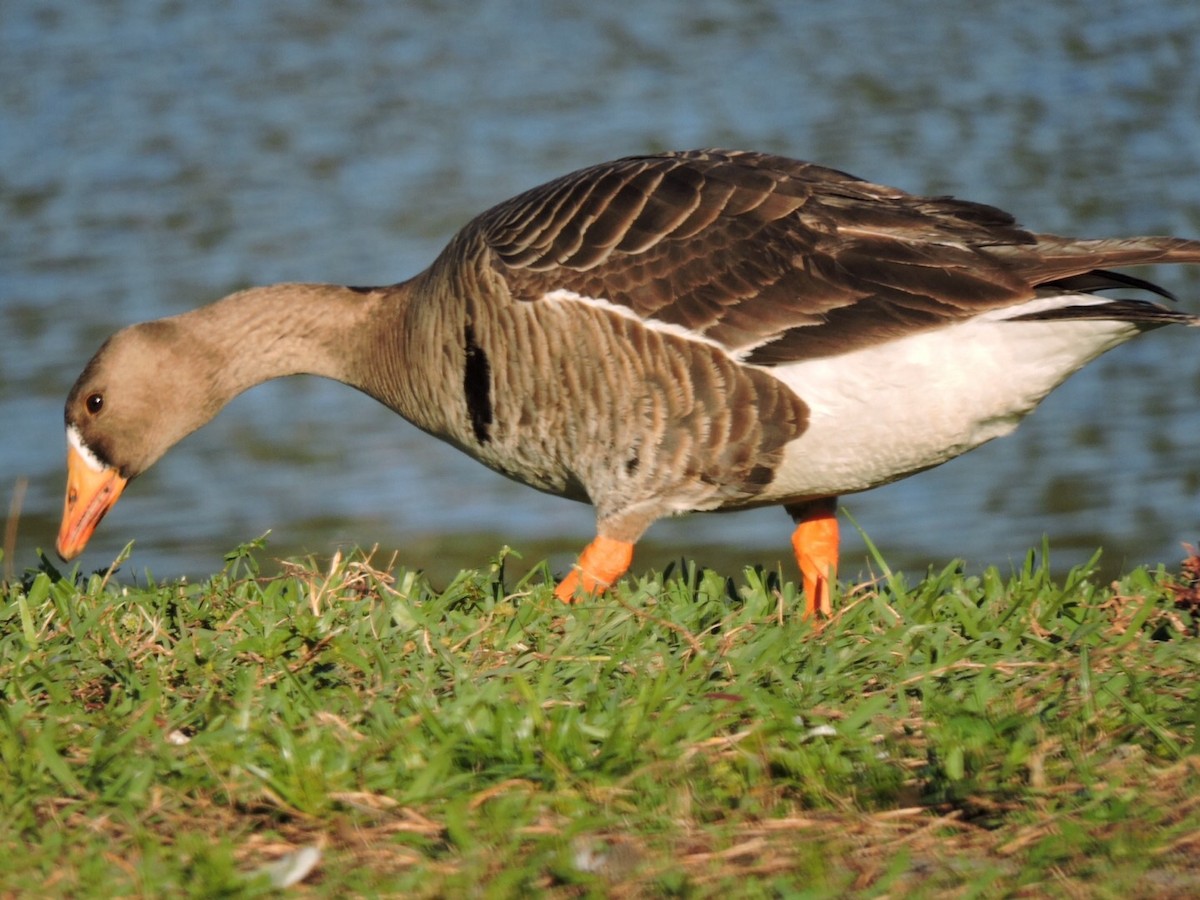 Greater White-fronted Goose - ML27118601