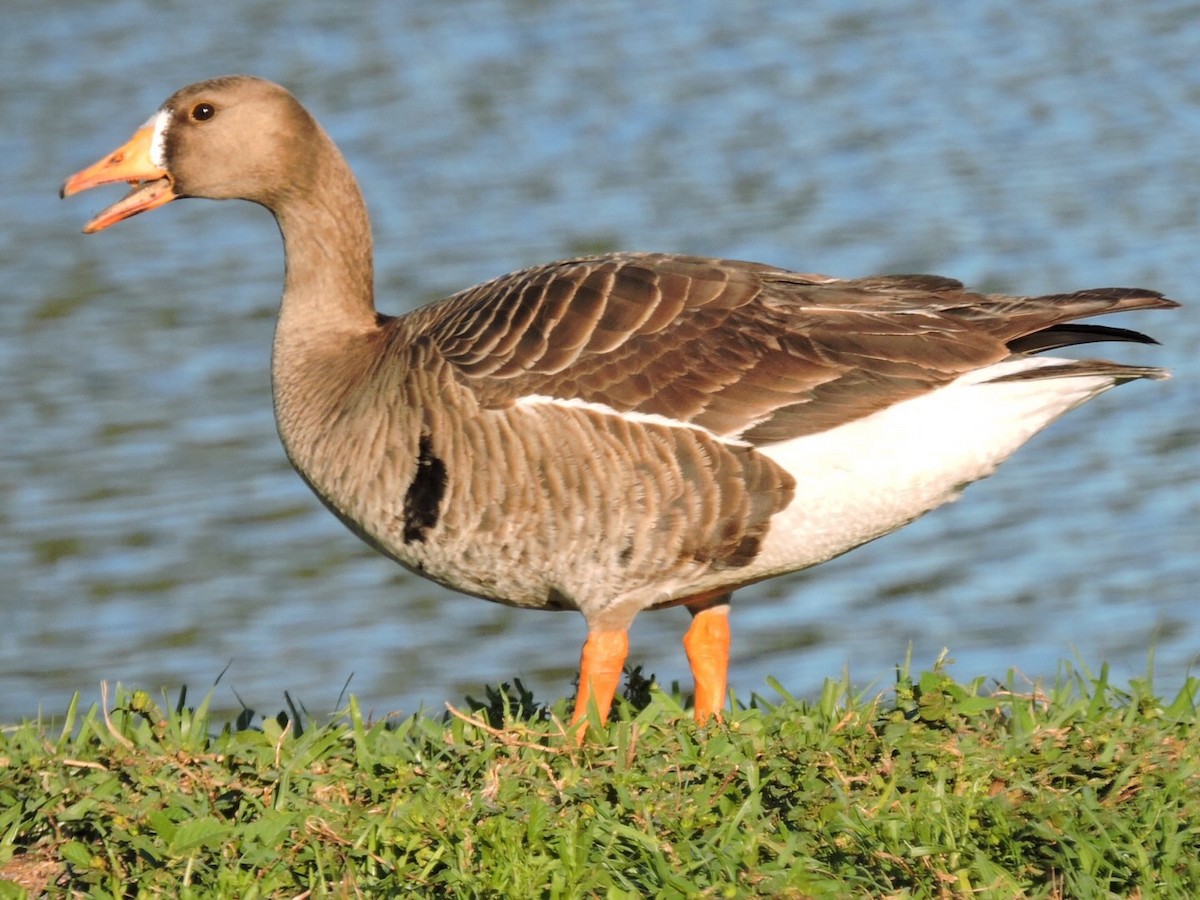 Greater White-fronted Goose - ML27118611