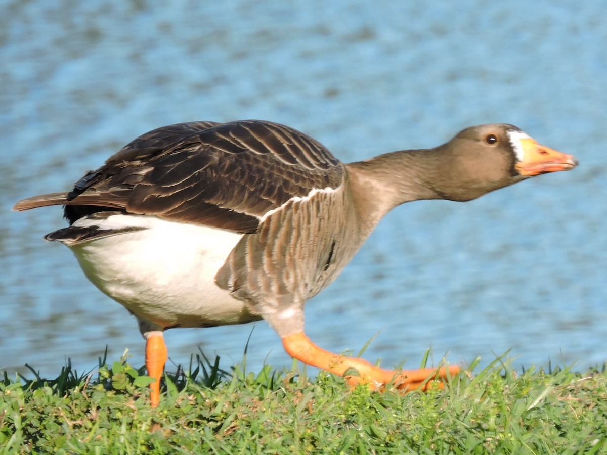 Greater White-fronted Goose - ML27118621