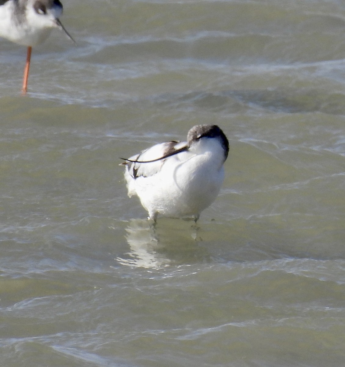 Pied Avocet - ML271189371