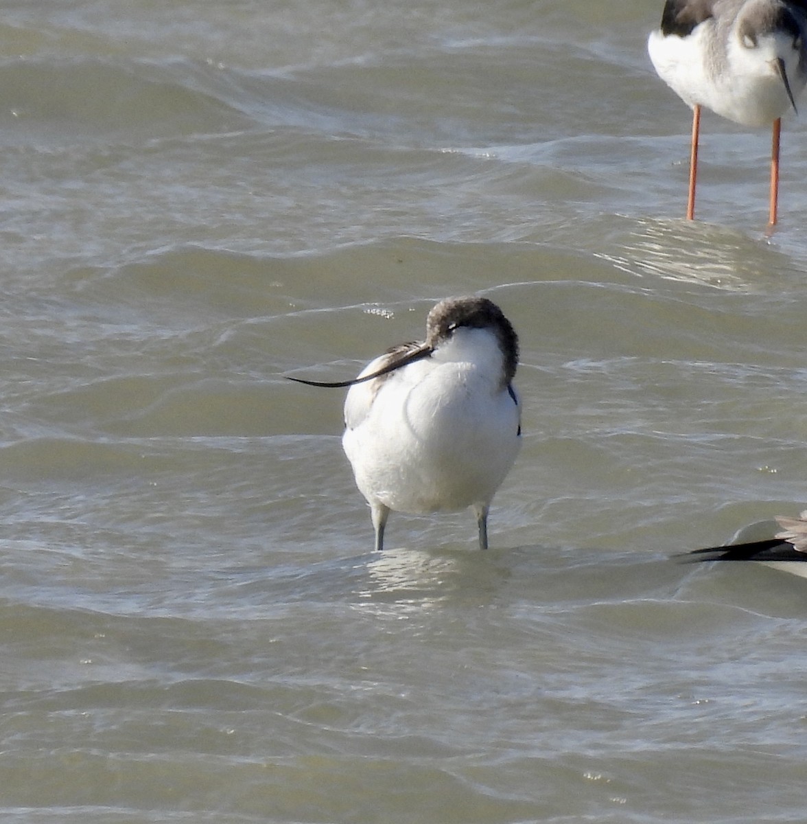 Pied Avocet - ML271189431