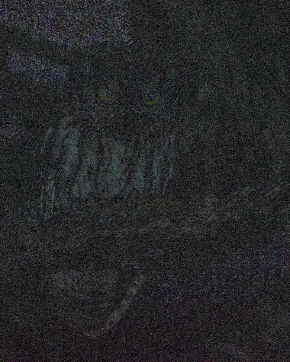 Western Screech-Owl - ML271190241