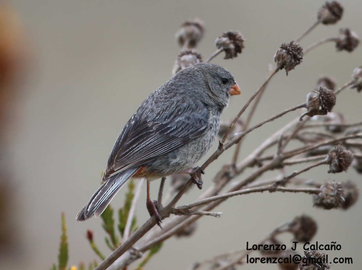 Plain-colored Seedeater - ML271194481