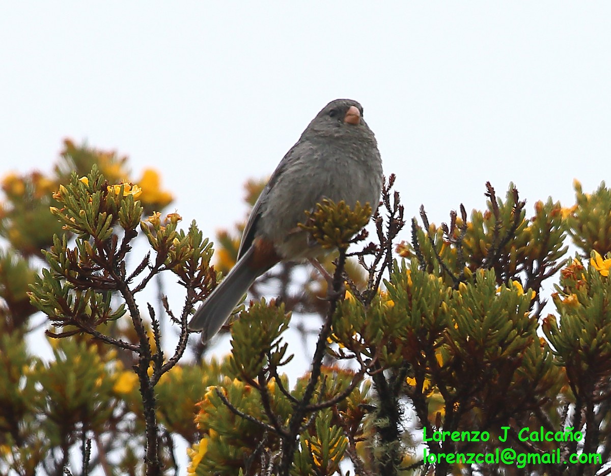 Plain-colored Seedeater - ML271194601