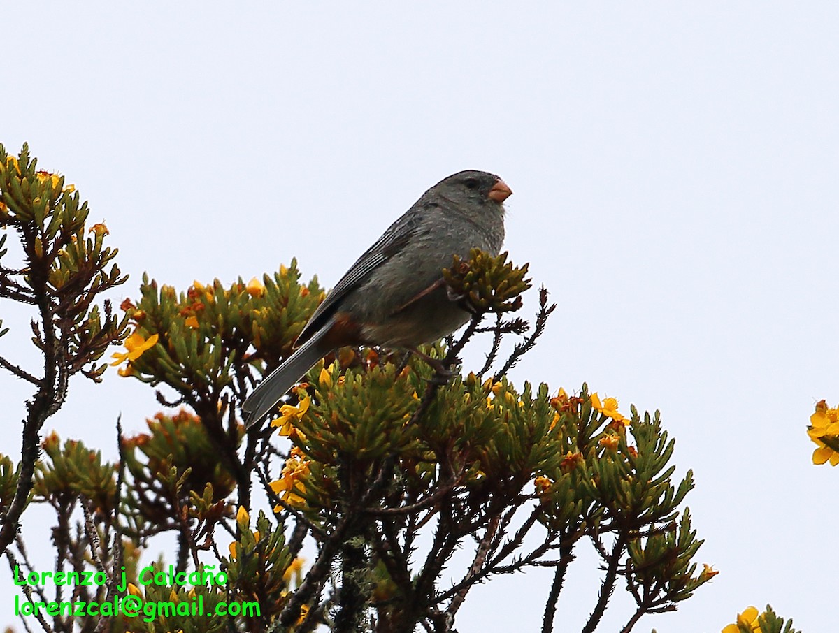 Plain-colored Seedeater - ML271194661