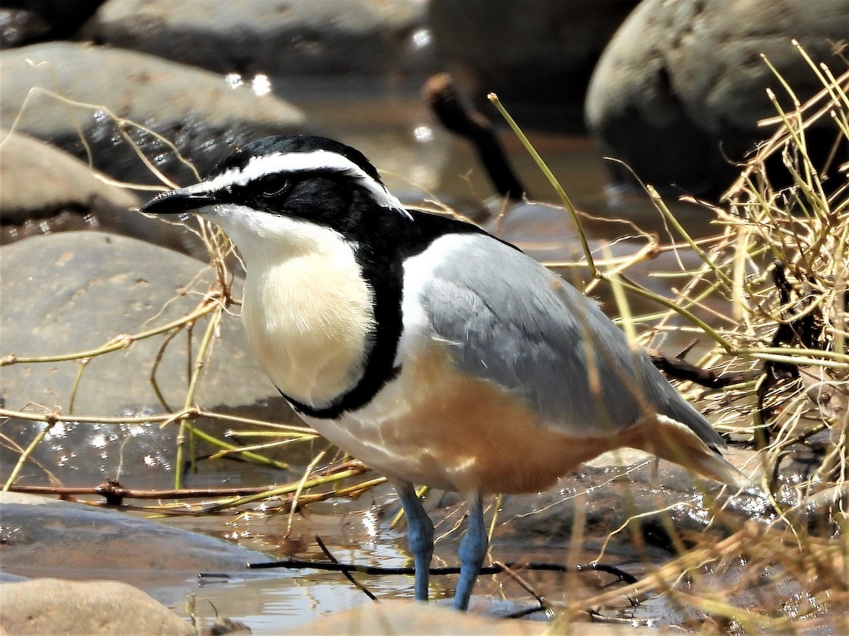 Egyptian Plover - Ian de la Rosa