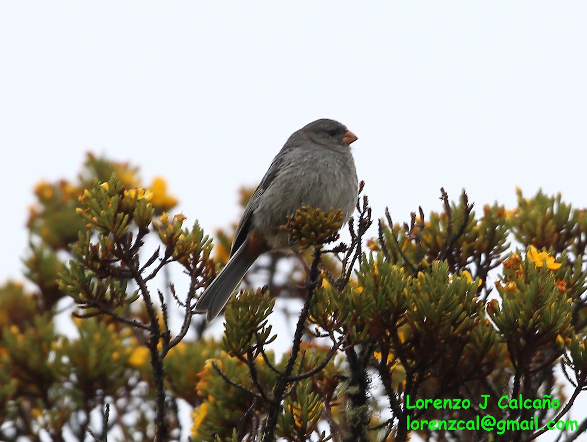 Plain-colored Seedeater - ML271194821