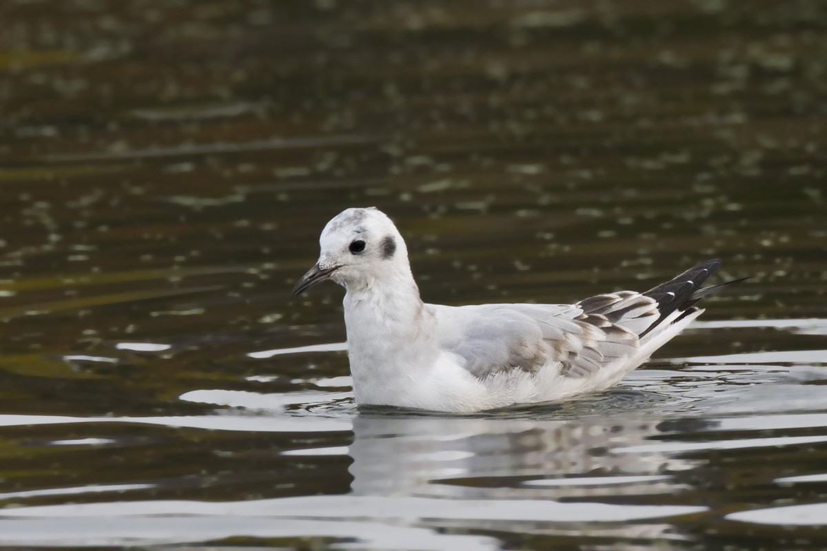 Bonaparte's Gull - pierre martin