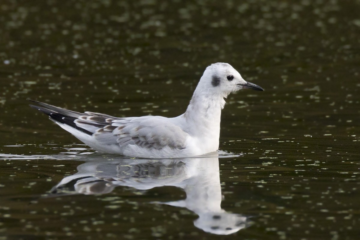 Bonaparte's Gull - ML271194851