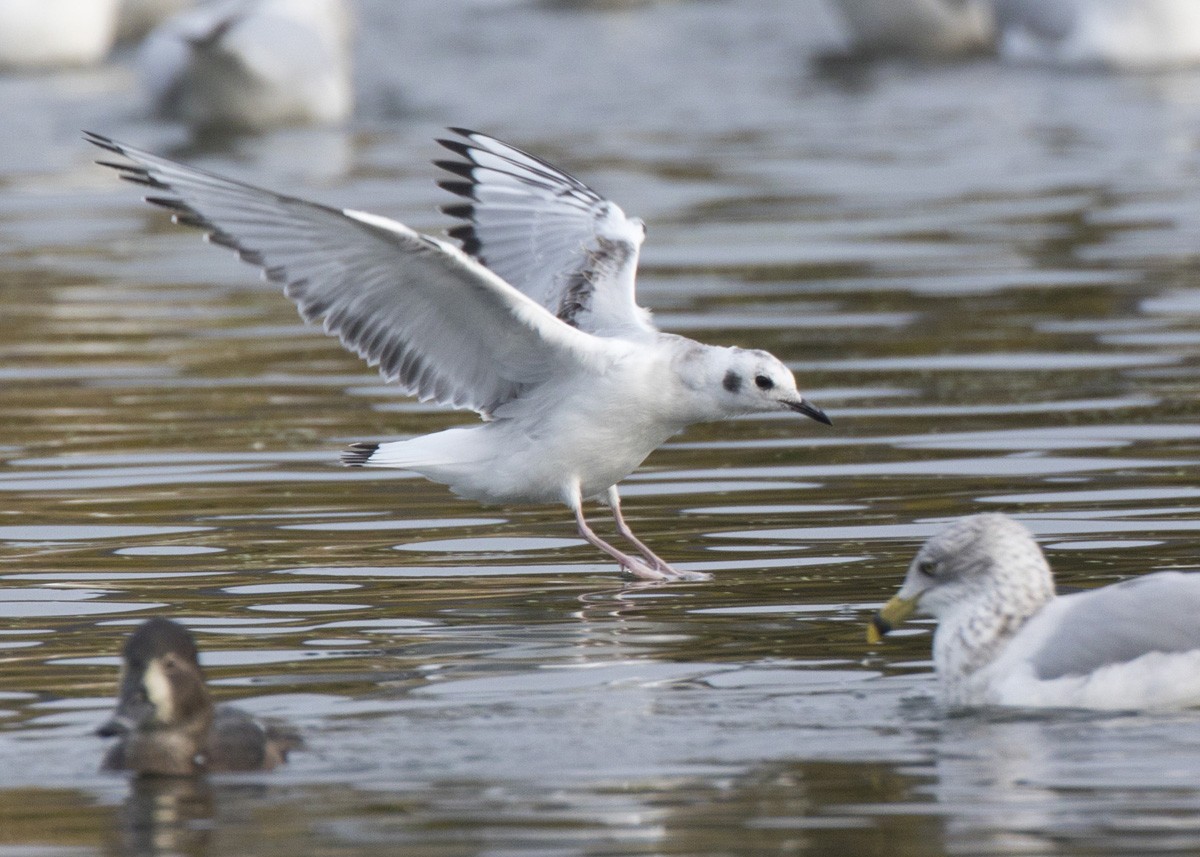 Bonaparte's Gull - ML271194871