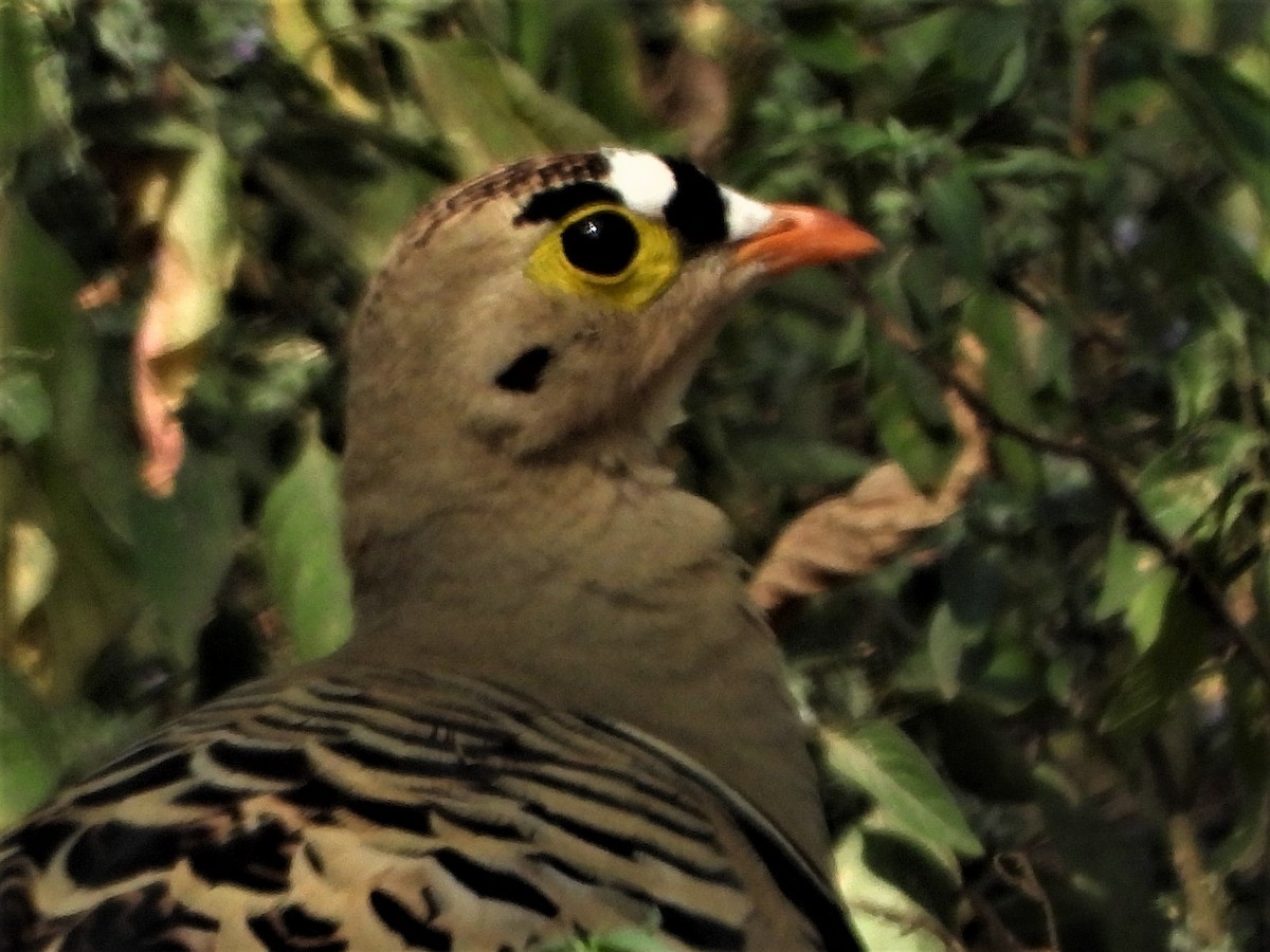 Four-banded Sandgrouse - ML271196661