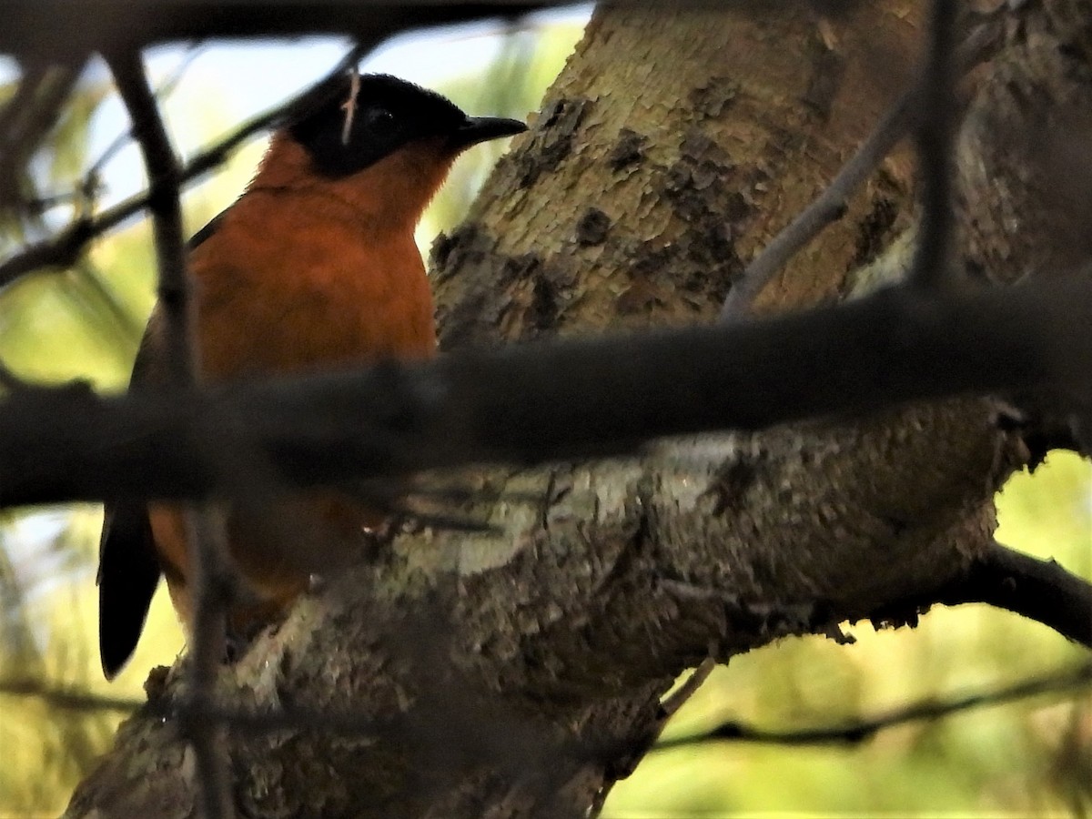 Snowy-crowned Robin-Chat - ML271196721